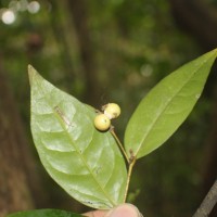 Polyalthia persicifolia (Hook.f. & Thomson) Bedd.